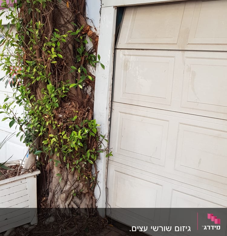 עץ מטפס עם עלים ירוקים ליד דלת מוסך